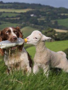 UK Dog Is an Amazing Lamb Nurse 