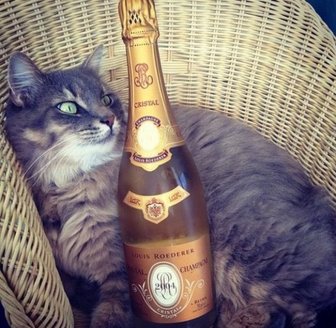 Rich Cats of Instagram