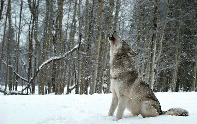 Living Among Wolves 