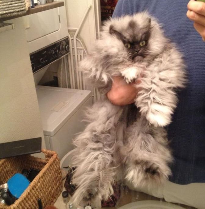 Colonel Meow is One Angry Cat