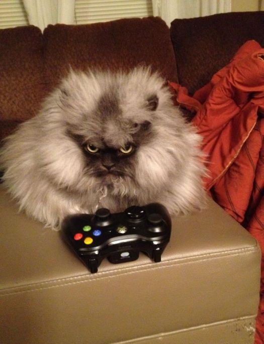 Colonel Meow is One Angry Cat