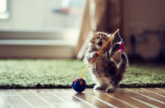 Funny Little Kitten