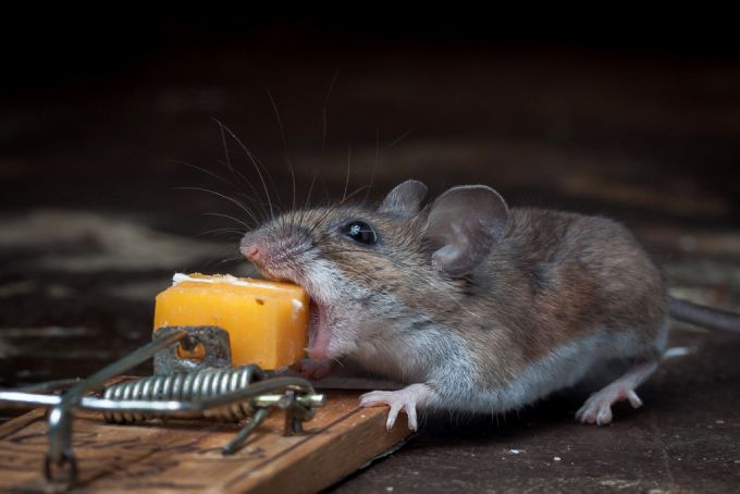 A Very Lucky Mouse 