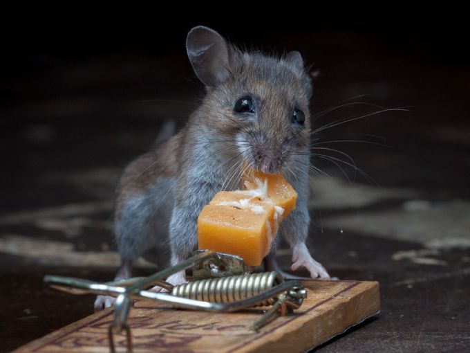 A Very Lucky Mouse 