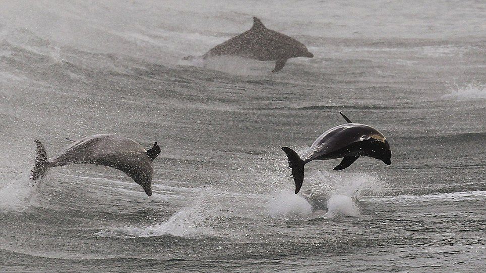 Surfing with Dolphins 
