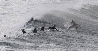 Surfing with Dolphins 