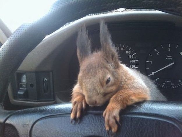 Belarusian Soldier Becomes Best Friend for Rescued Squirrel 