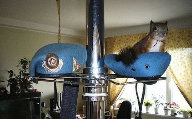 Belarusian Soldier Becomes Best Friend for Rescued Squirrel 