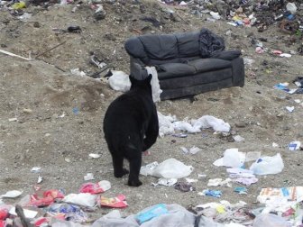 What Does a Bear Do When He Finds an Old Couch?