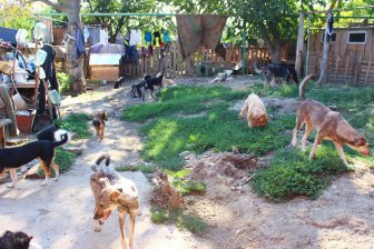 Woman Turned Her Home into Animal Shelter 