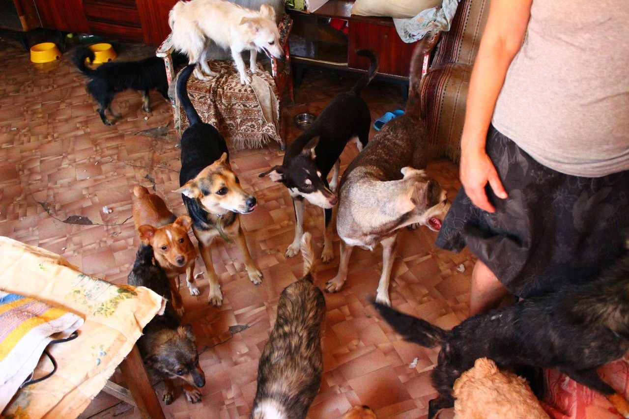 Woman Turned Her Home into Animal Shelter 