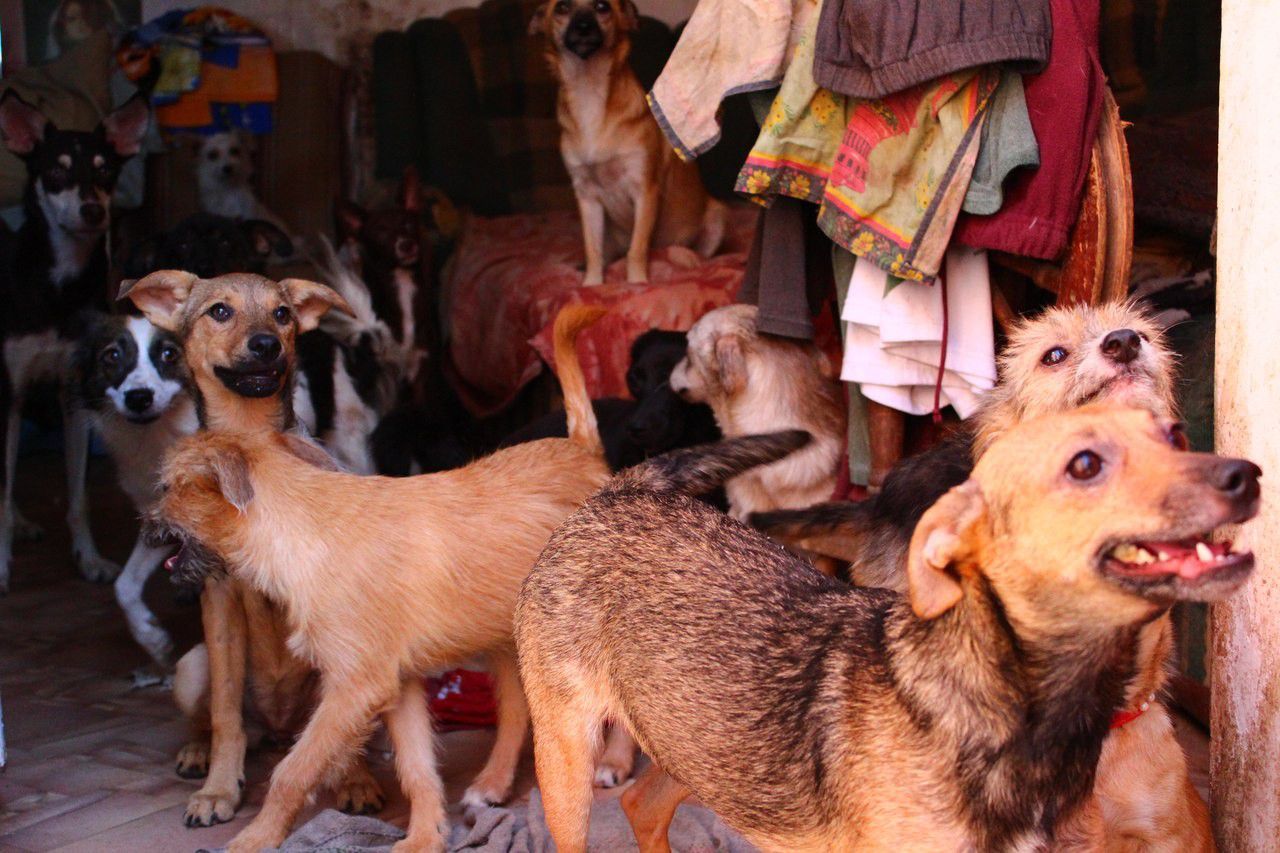 Woman Turned Her Home into Animal Shelter 