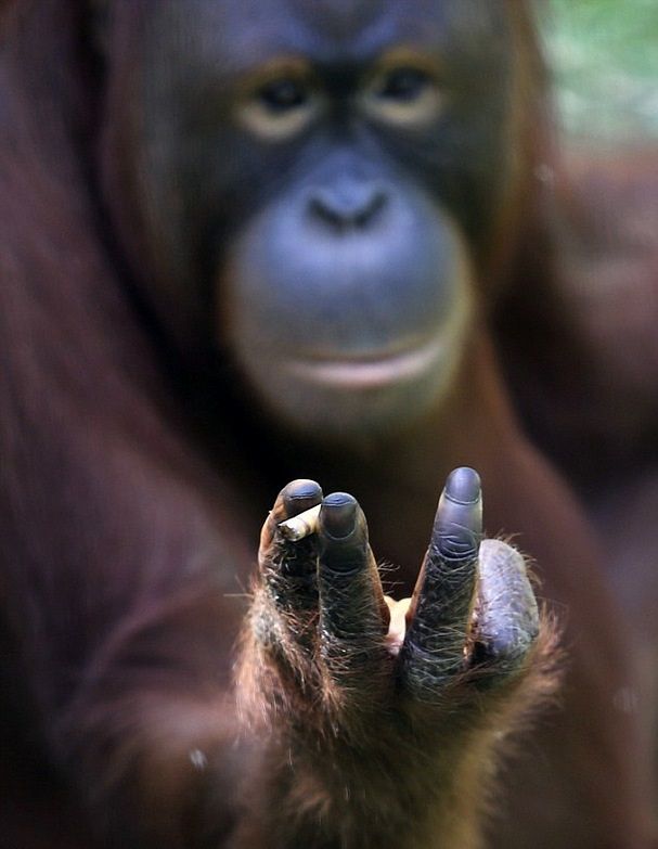 Orangutan Kicks The Habit To Give Birth 