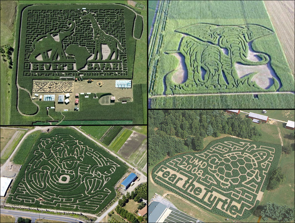 Amazing Corn Crop Maze Art 