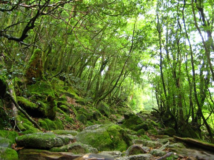 Beautiful Forest on Japanese Yakushima Island