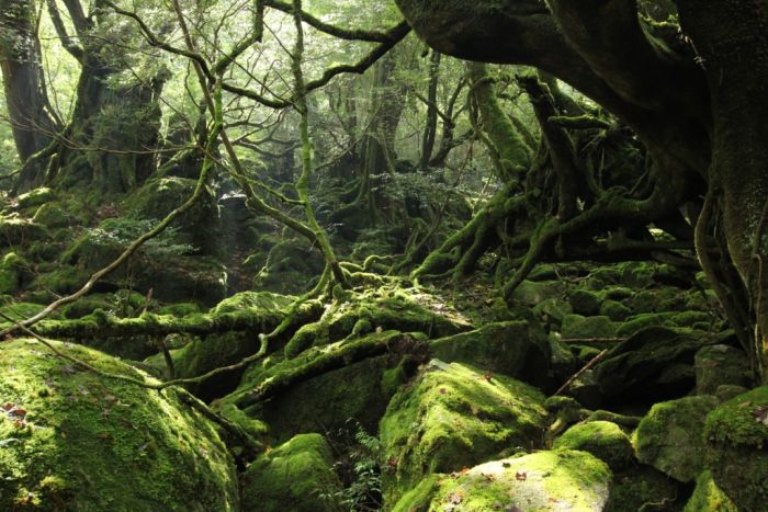 Beautiful Forest on Japanese Yakushima Island