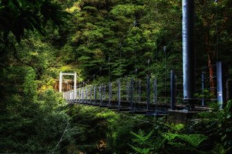 Beautiful Forest on Japanese Yakushima Island