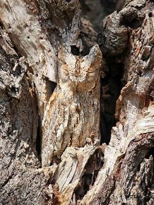 Owl Camouflage