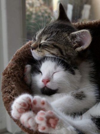 Hugging Kittens