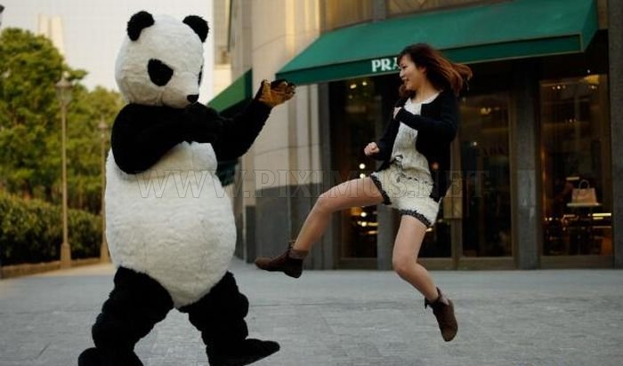 Panda Shorts | Fun
