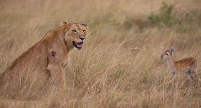 Wounded Lioness Adopts Baby Antelope