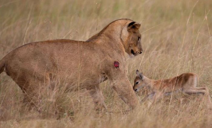 Wounded Lioness Adopts Baby Antelope
