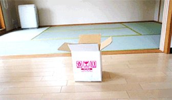 Cat vs Box
