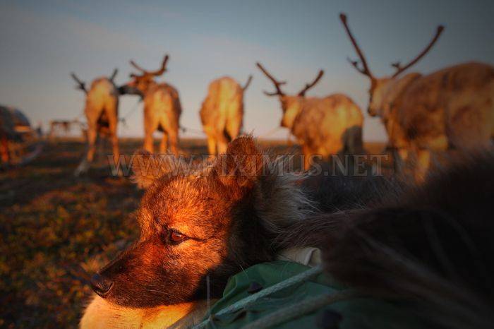 Siberian Deer Herders