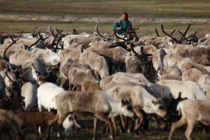 Siberian Deer Herders