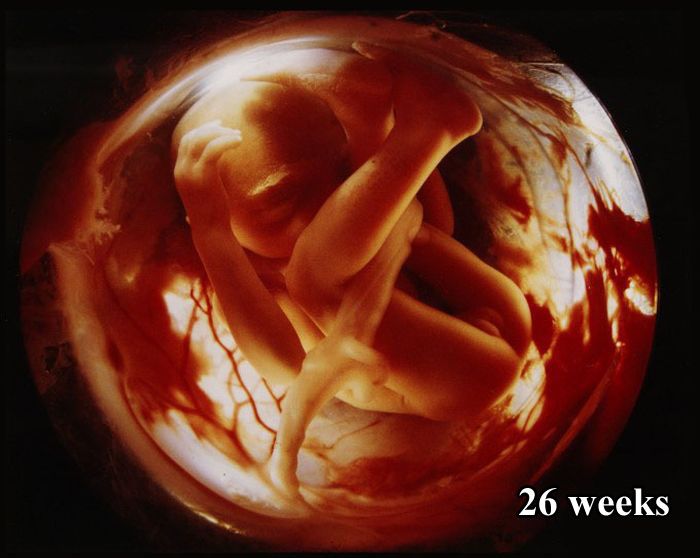 The First 26 Weeks of a Fetus