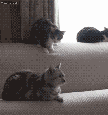 Daily GIFs Mix, part 138