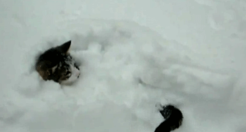 Daily GIFs Mix, part 141