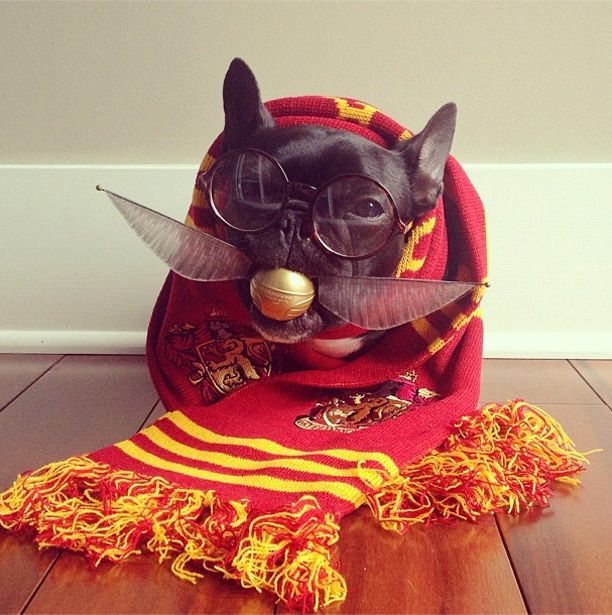 The Hipster French Bulldog Trotter