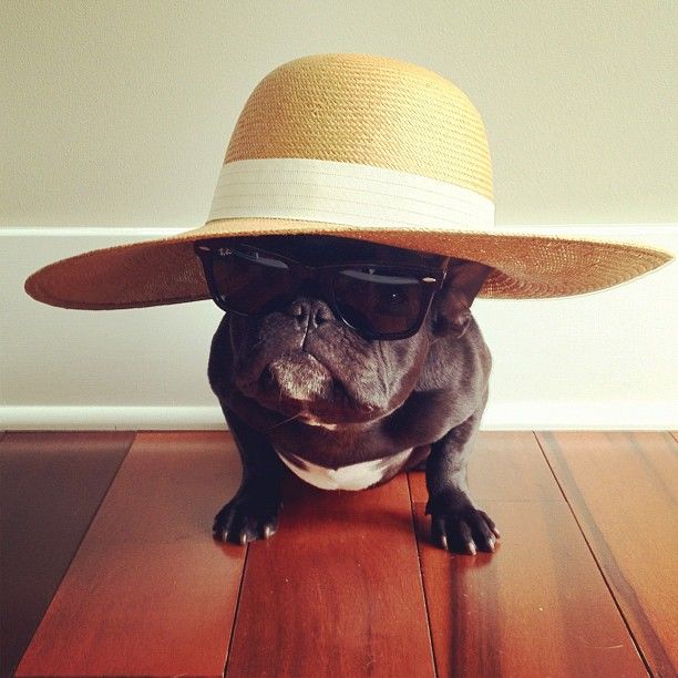 The Hipster French Bulldog Trotter