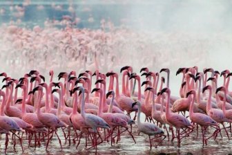 Lake Nakuru's Flamingos