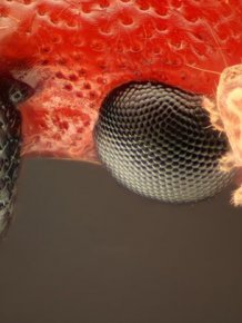 Creepy Microscope Close-Ups