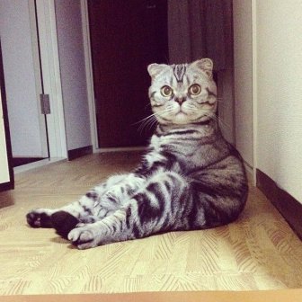 Shishi-Maru Cat is a New Internet Sensation