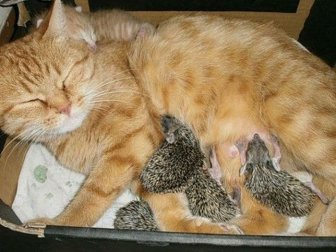 New Mom for Baby Hedgehogs