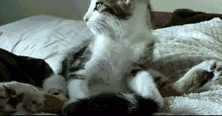 Daily GIFs Mix, part 149