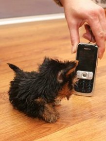 Terrier Meysi is the World's Smallest Dog
