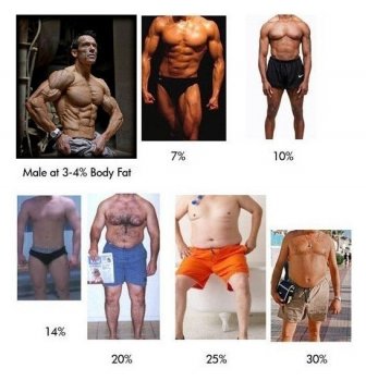 Body Fat Percentage Explained