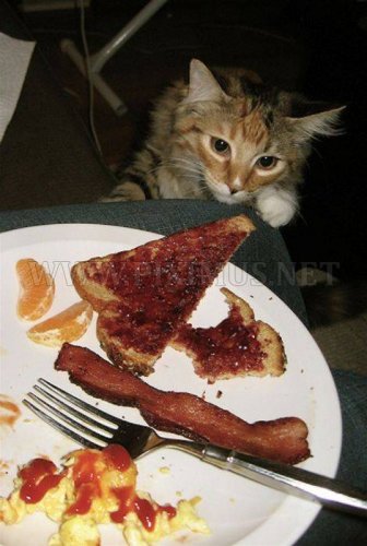 Cats and Bacon