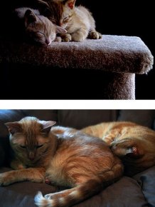 Cats Then and Now