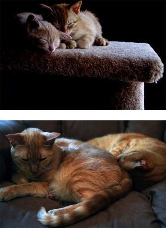 Cats Then and Now