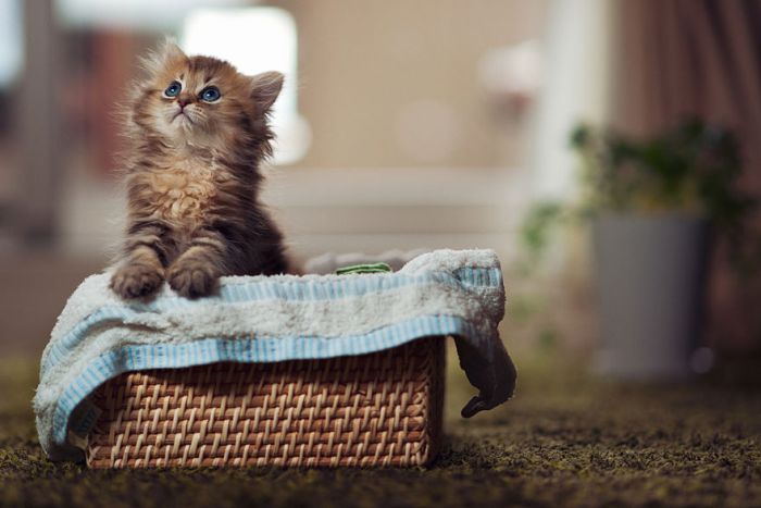 Very Cute Kitten