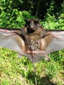 Bats in Peru