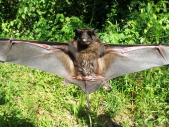 Bats in Peru