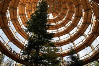 The Longest Tree Top Walk in the World