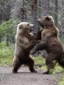 Fighting Bears