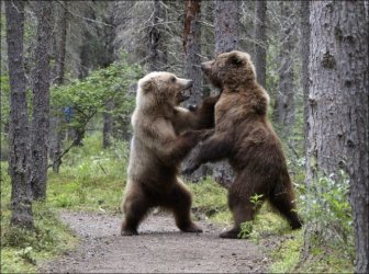 Fighting Bears